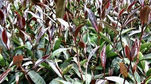 紫芽普洱是什么茶？