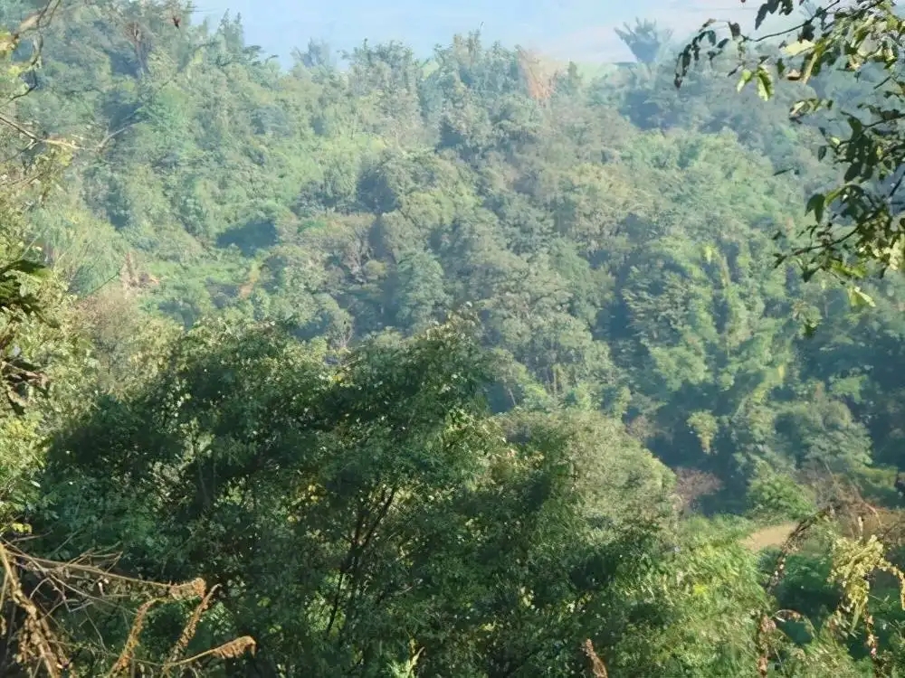 茶山紀(jì)實(shí)：再進(jìn)犀牛塘，不一樣的感覺；菁瑤可以預(yù)見的豐收年