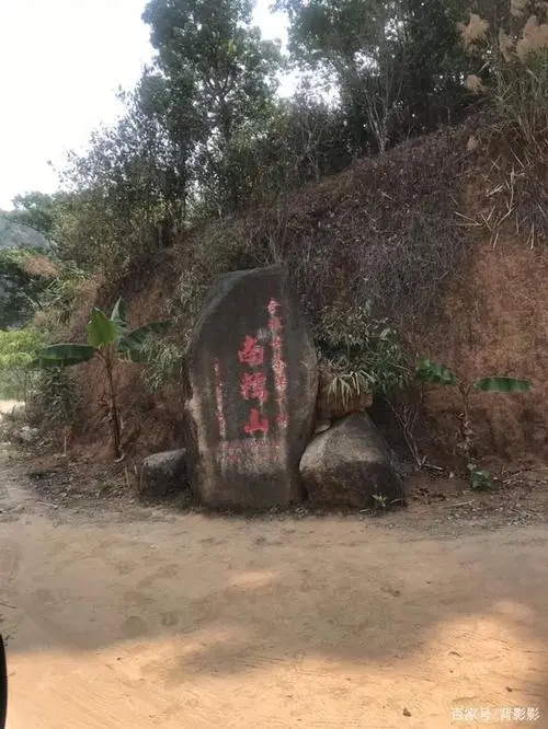 古茶第一村”，你見過這樣的茶樹嗎？