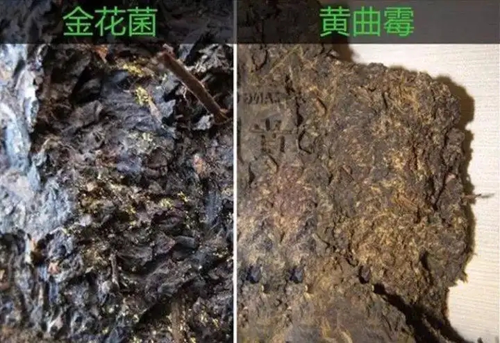 從普洱茶致癌論說開，再談普洱茶與黃曲霉毒素的關系。