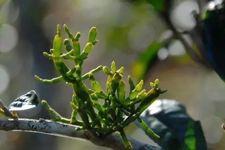 什么是螃蟹腳？茶界的螃蟹腳可能和你想的不一樣！