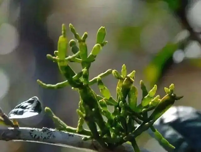 一節螃蟹腳，勝過冬蟲和夏草