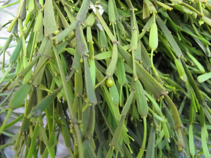 普洱茶中的“螃蟹腳”，到底是什么？如何辨別？