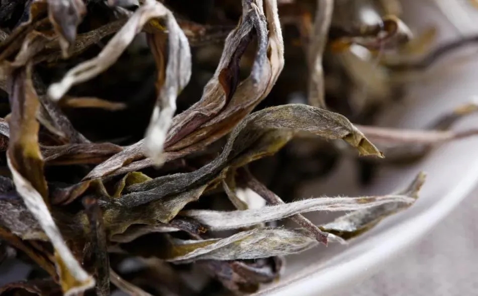 普洱茶樹生長的海拔越高，品質就越好嗎？