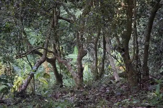一山一味，山頭茶存在的意義究竟是什么？