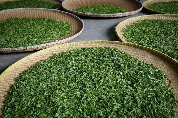 傳統普洱茶殺青工藝原理，專家們是這樣說的