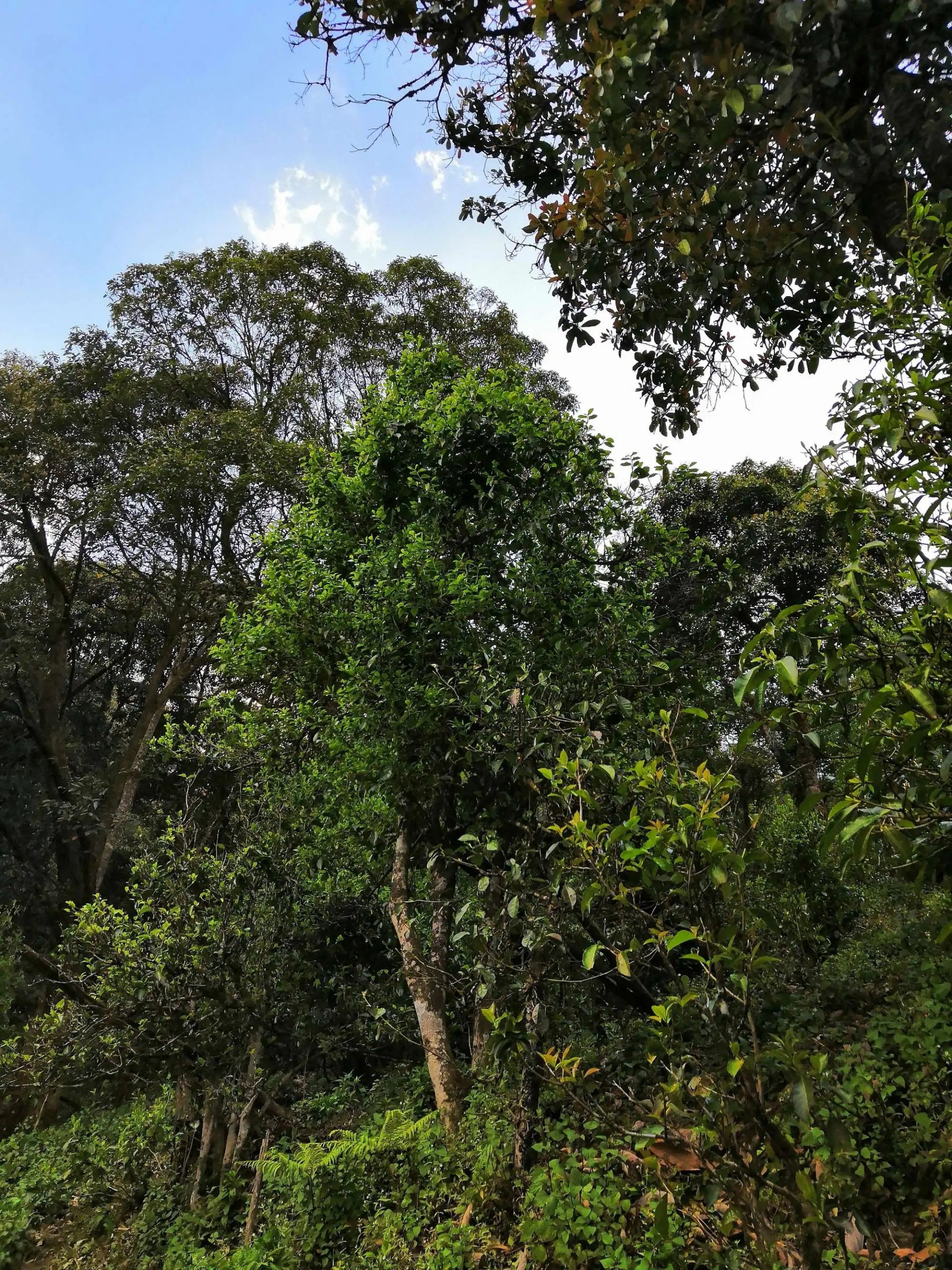 古樹茶的市場，未來該如何發展？