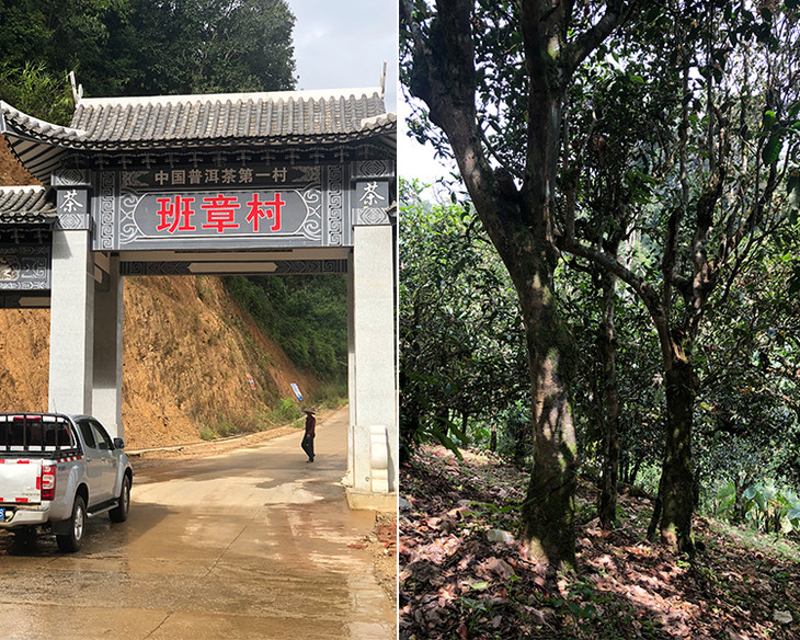 2023年新班章古樹(shù)春茶品質(zhì)怎么樣？