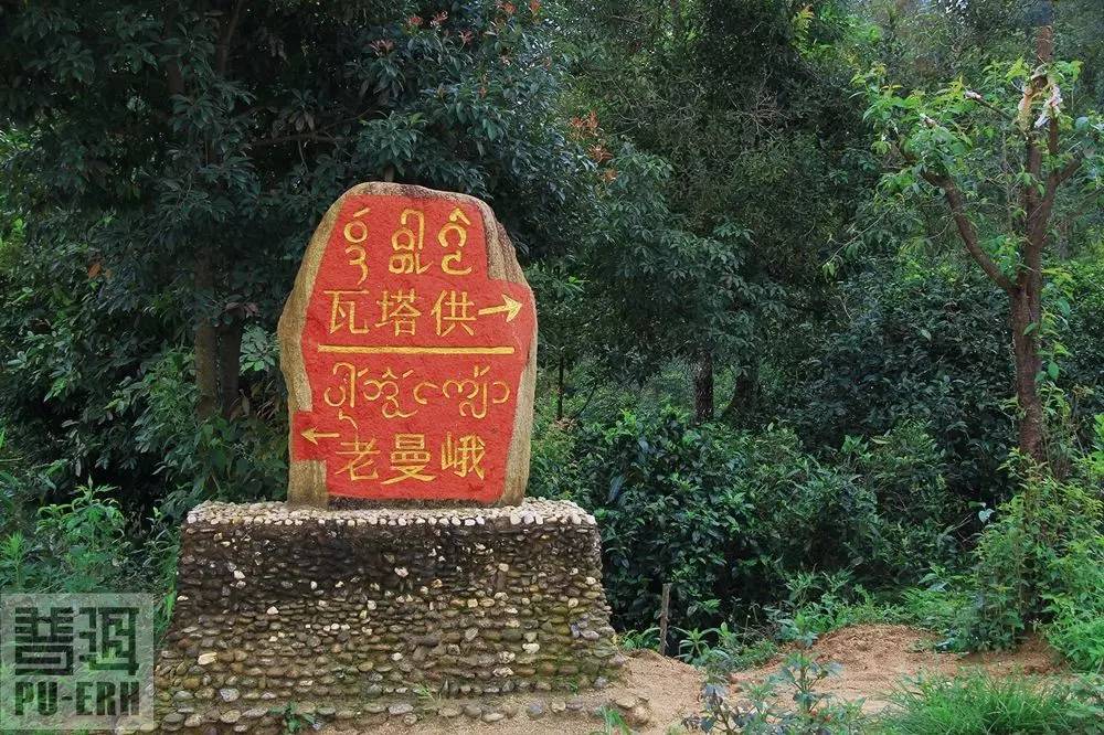 2023年老曼峨古樹(shù)春茶特點(diǎn)是什么？