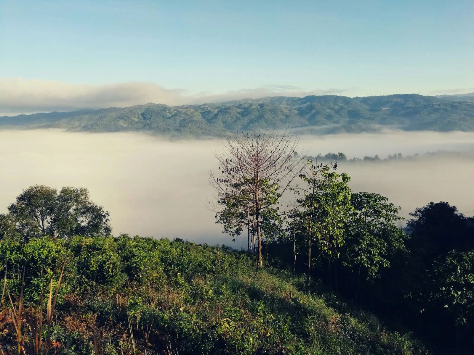 2023年賀開古樹春茶價(jià)格是多少？