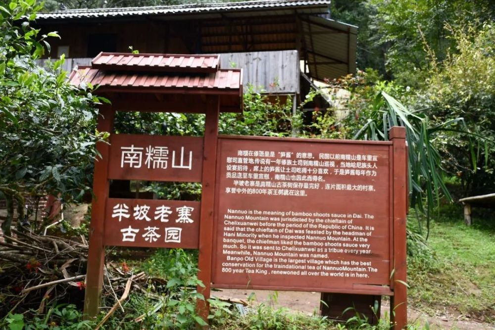 2023年半坡老寨古樹春茶口感是什么？