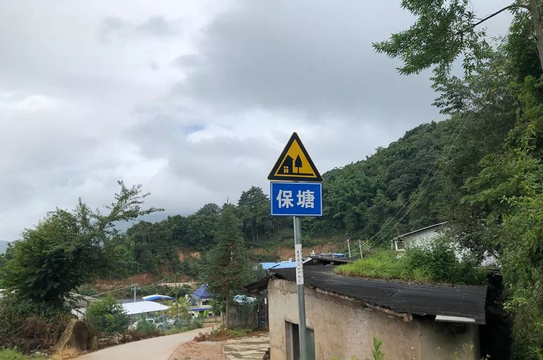 2023年保塘老寨古樹春茶特點是什么？