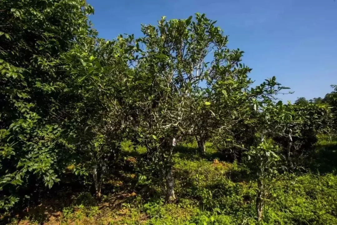 2023年迷帝古樹春茶口感怎么樣?