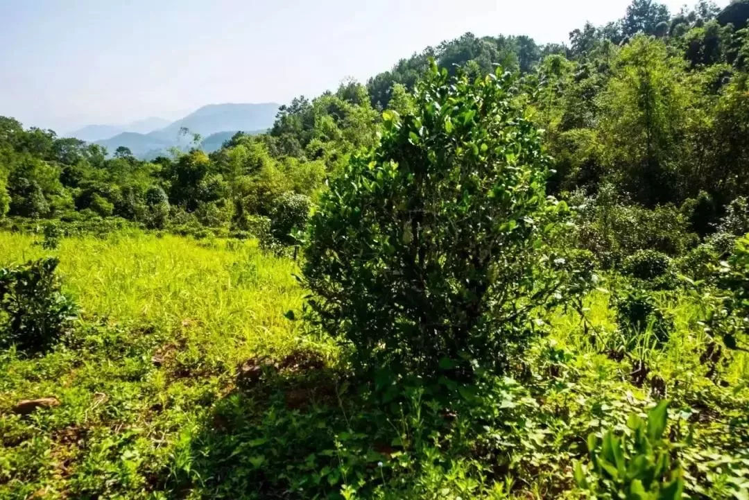 2023年迷帝古樹(shù)春茶特點(diǎn)是什么？