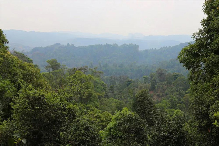 2023苦竹山古樹(shù)春茶口感怎么樣？