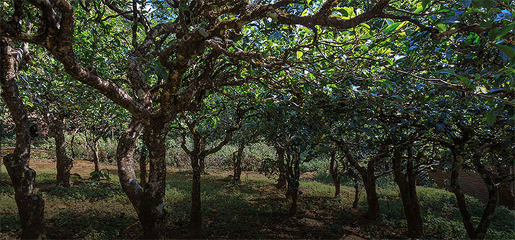2023年小戶賽古樹(shù)春茶品質(zhì)怎么樣？