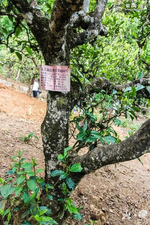 2023年小戶賽古樹(shù)春茶特點(diǎn)是什么？