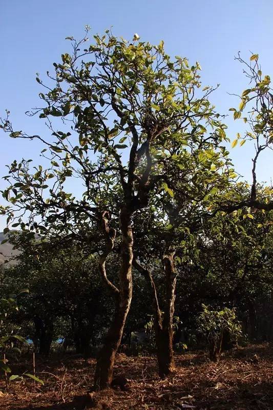 2023年小戶賽古樹(shù)春茶多少錢一公斤？