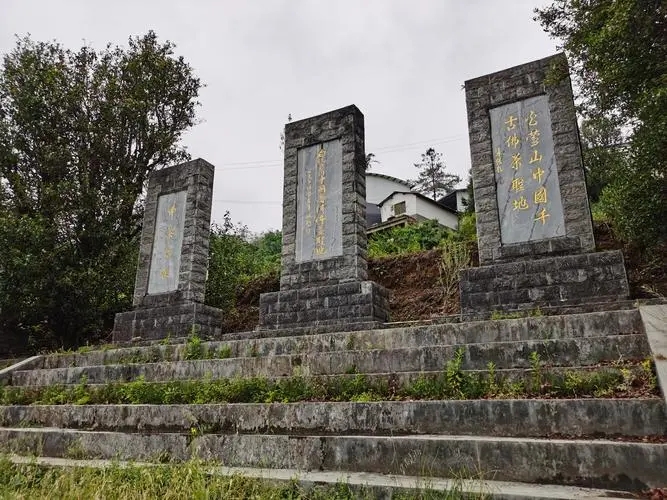 2023年白鶯山古樹(shù)春茶品質(zhì)如何？