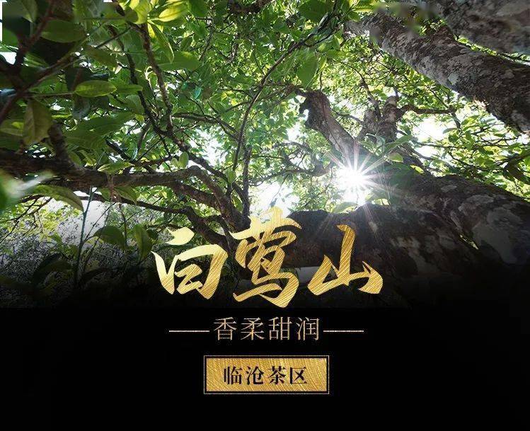 2023年白鶯山古樹(shù)春茶口感如何?