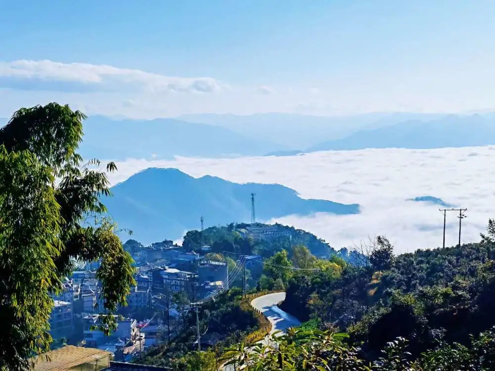 2023年邦東古樹春茶品質如何？