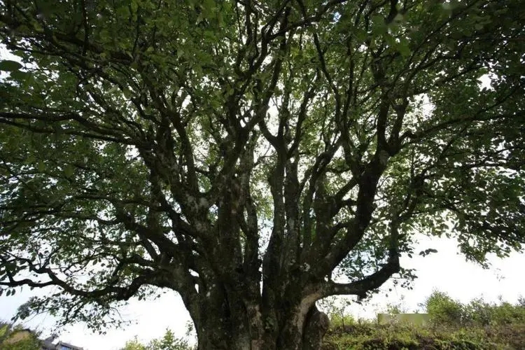 2023年香竹箐古樹春茶品質怎么樣？