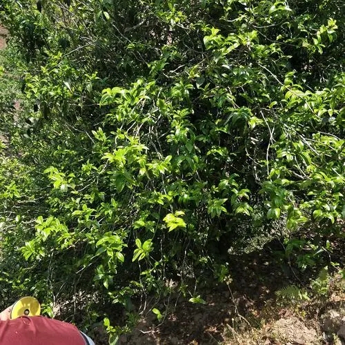 2023年那罕古樹春茶品質如何？