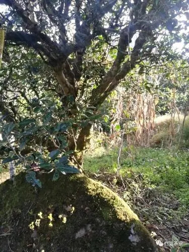 2023年那罕古樹春茶口感怎么樣？