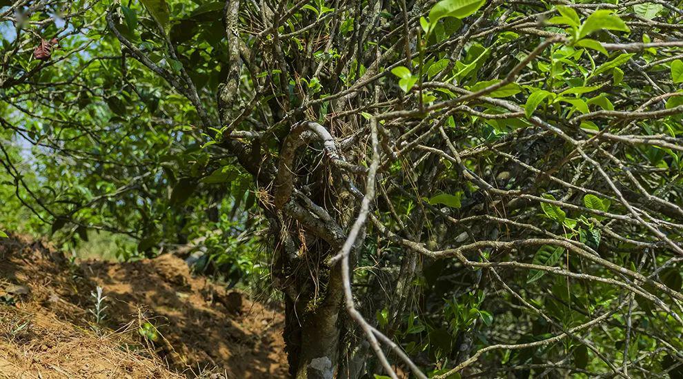 2023年正氣塘古樹春茶特點是什么？