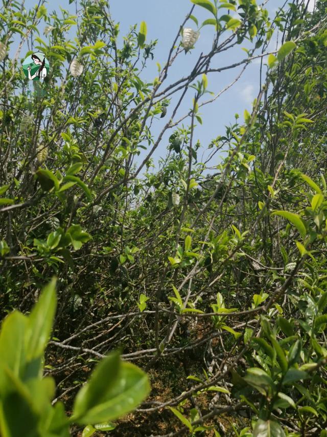 2023年壩糯古樹春茶價(jià)格是多少？