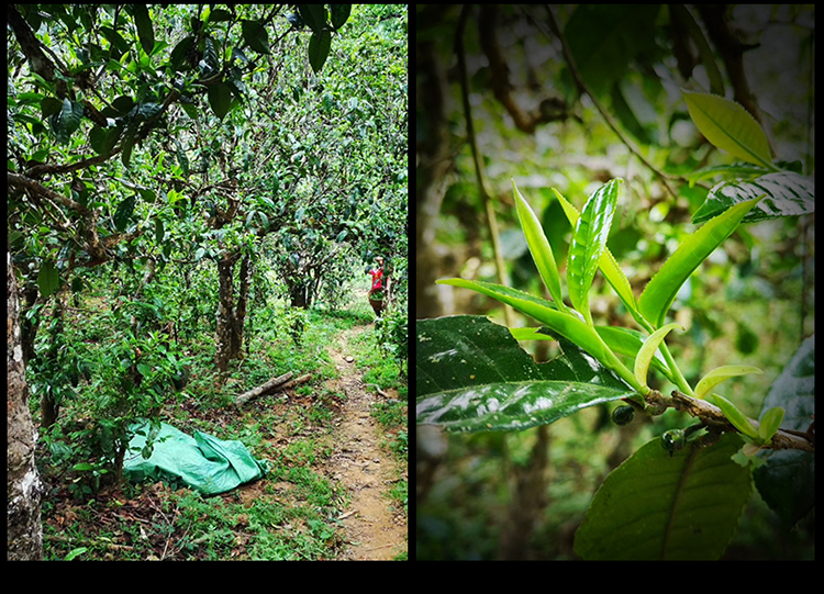 2023年南迫古樹春茶特點是什么？
