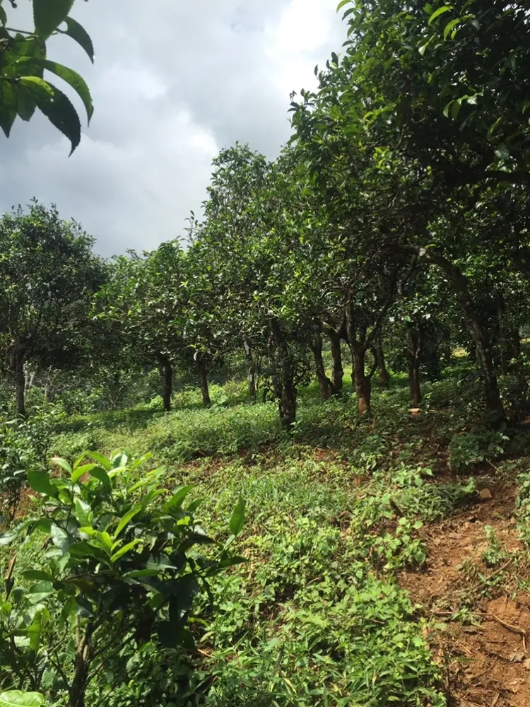 2023年地界古樹春茶特點是什么?