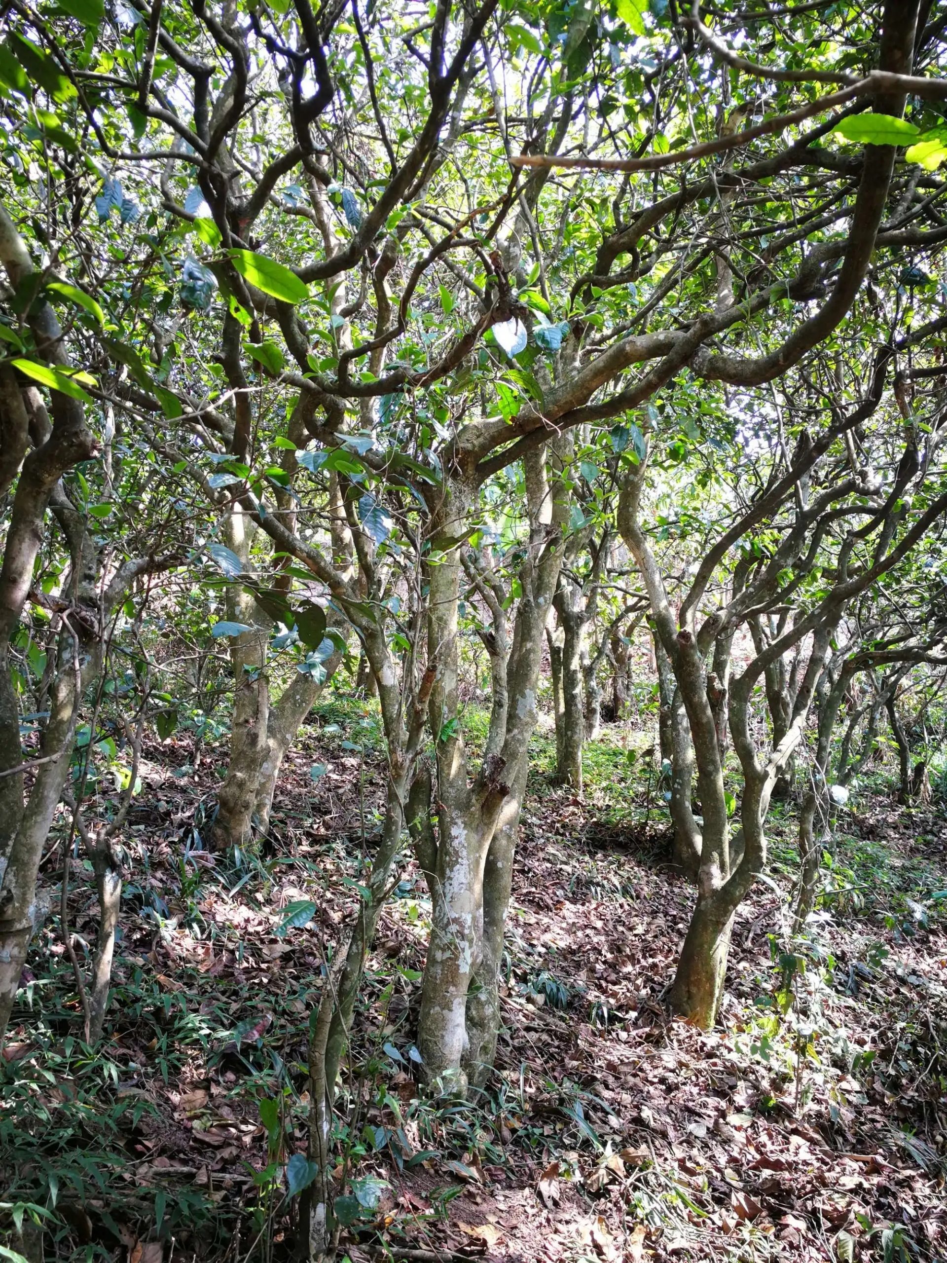 2023年糯伍古樹春茶多少一公斤?