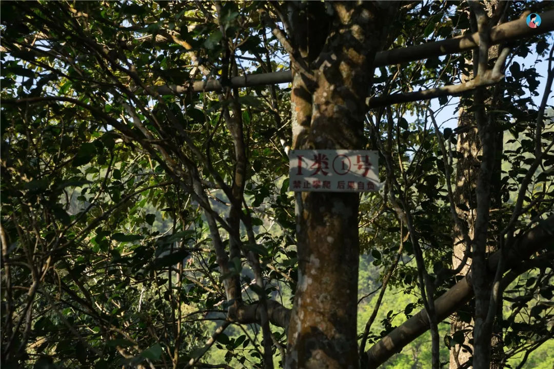 2023年薄荷塘古樹春茶價格是多少？