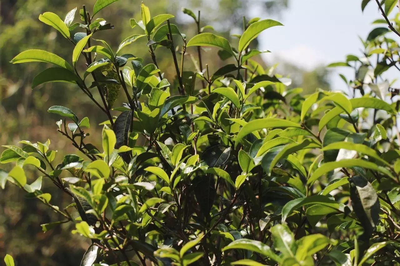 2023年彎弓古樹春茶品質(zhì)如何？