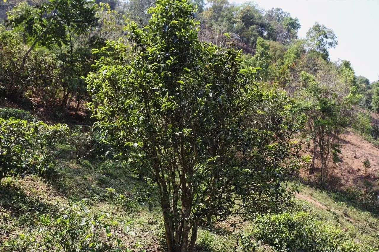 2023年彎弓古樹春茶價格是多少?