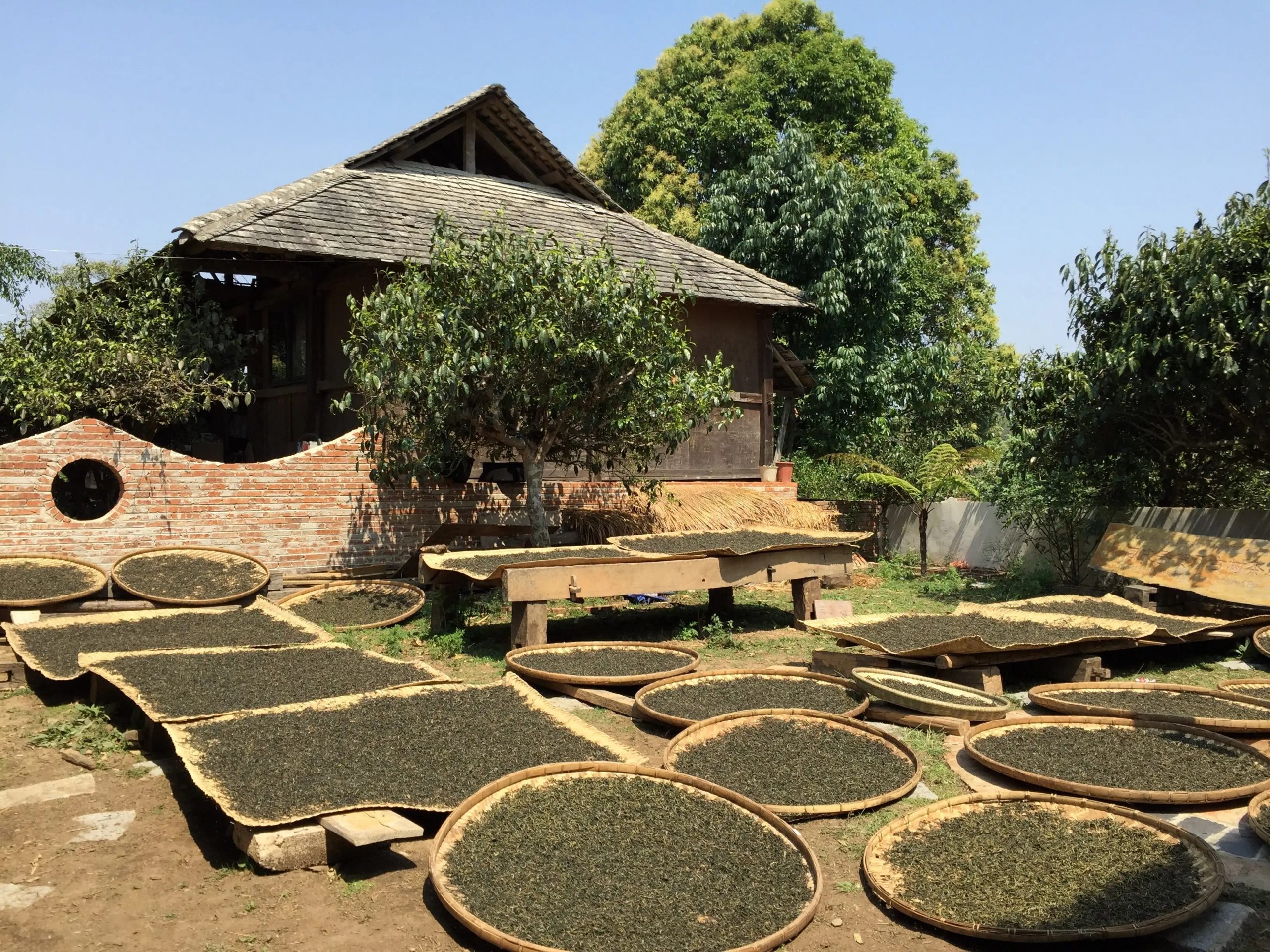 2023年彎弓古樹春茶多少一公斤?