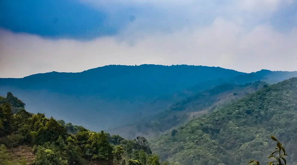 2023年勐庫大忠山古樹春茶品質(zhì)怎么樣？