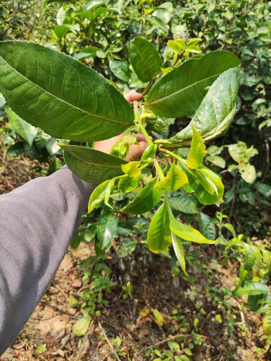 2023年勐庫小荒田古樹春茶品質如何？