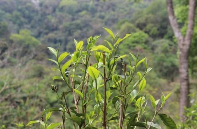 2023年勐庫那蕉古樹春茶品質如何？