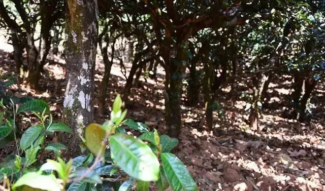 2023年勐庫豆腐寨古樹春茶價格是多少？