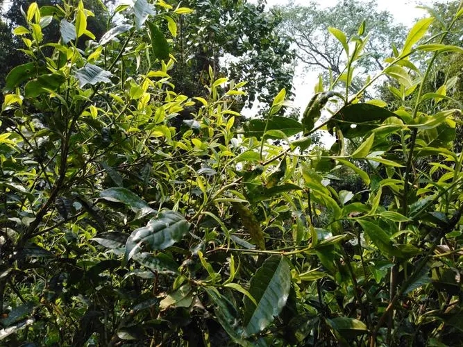 2023年勐庫河邊寨古樹特點是什么？