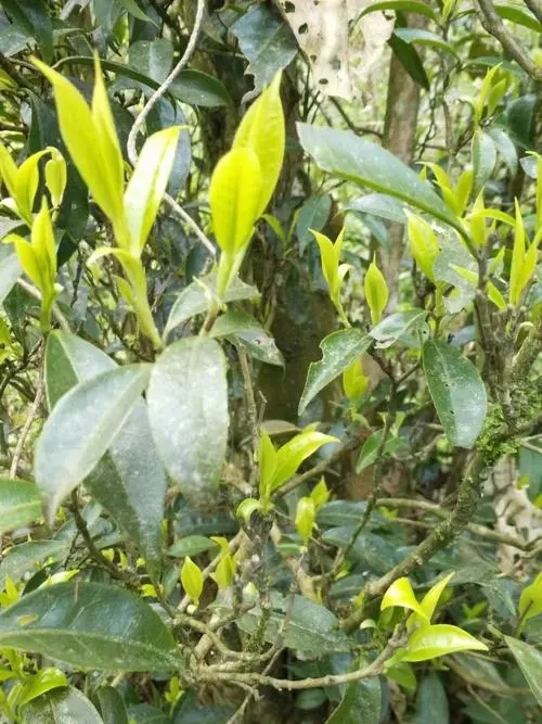 2023年勐庫(kù)河邊寨古樹春茶多少一公斤？