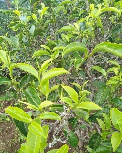 2023年鍋底塘古樹春茶口感如何？