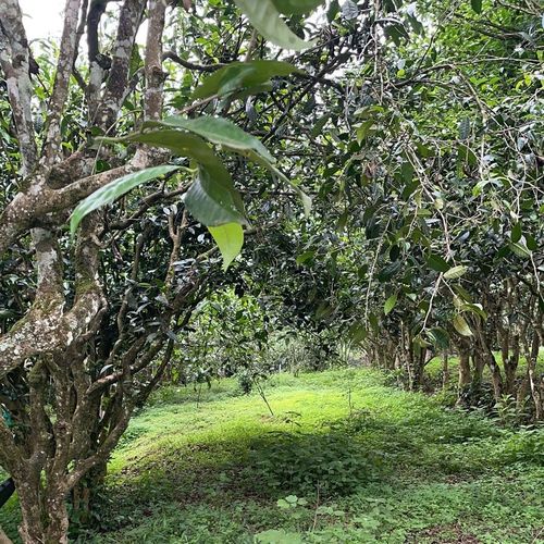 2023年永德大雪山古樹春茶特點是什么？