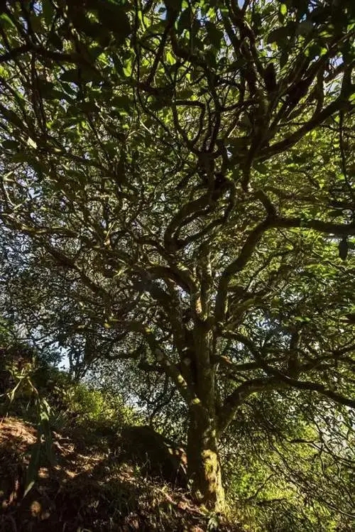 2023年鎮沅老烏山古樹春茶品質如何？