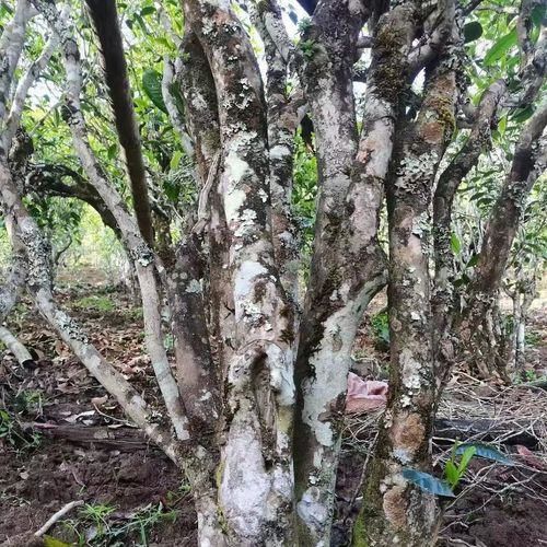 2023年鎮沅老烏山古樹春茶價格是多少？