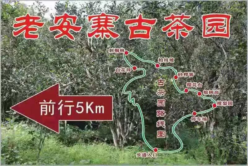 2023年普洱老安寨古樹春茶品質如何？