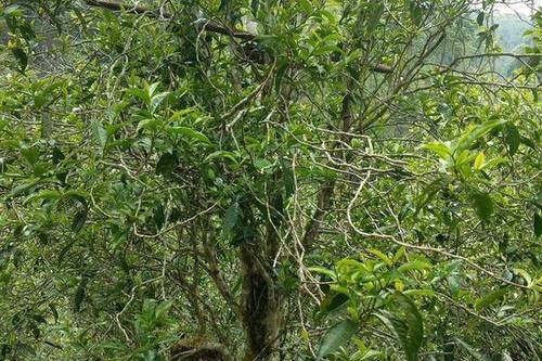 2023年千家寨古樹(shù)春茶口感怎么樣？