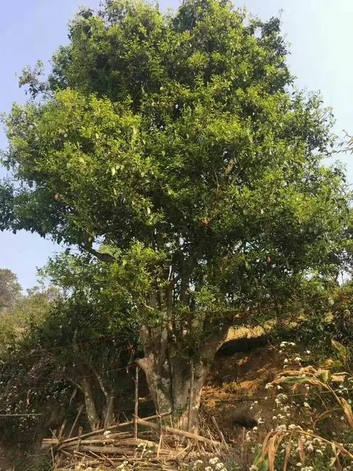 2023年千家寨古樹(shù)春茶特點(diǎn)是什么？